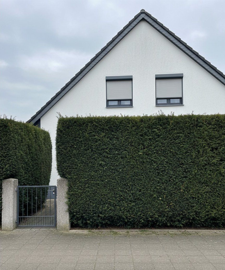 Eiben-Hecke, klare Linie — nach dem Schnitt